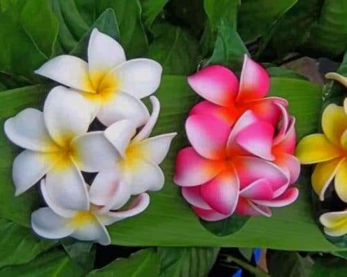 Green Leaves And Plumeria Flowers paint by numbers