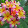 Pink And Yellow Plumeria Flower paint by numbers