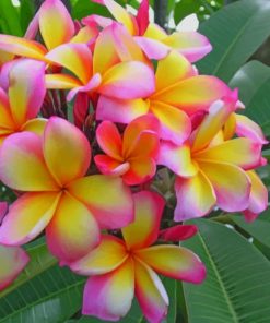 Pink And Yellow Plumeria Flower paint by numbers