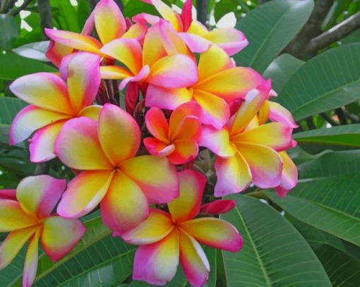 Pink And Yellow Plumeria Flower paint by numbers