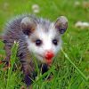 Baby Opossum On A Grassland paint by numbers