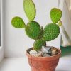 Prickly Pear Houseplant paint by numbers