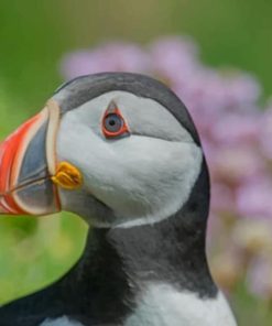 Puffin Bird Close Up paint by numbers