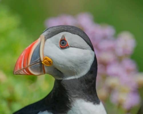 Puffin Bird Close Up paint by numbers