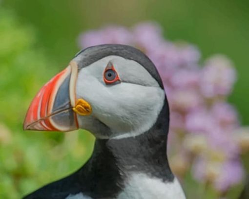 Puffin Bird Close Up paint by numbers