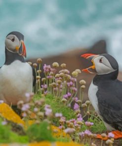 Two Puffin Birds paint by numbers