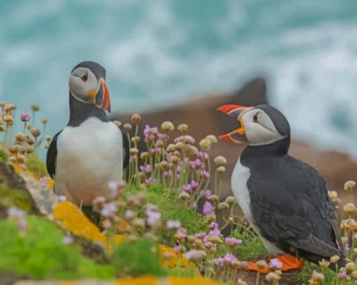 Two Puffin Birds paint by numbers