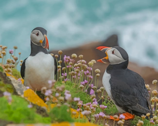 Two Puffin Birds paint by numbers