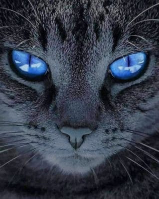 Pure Grey Cat With Blue Eyes painting by numbers