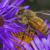 Bee On A Purple Flower paint by numbers