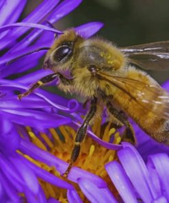 Bee On A Purple Flower paint by numbers