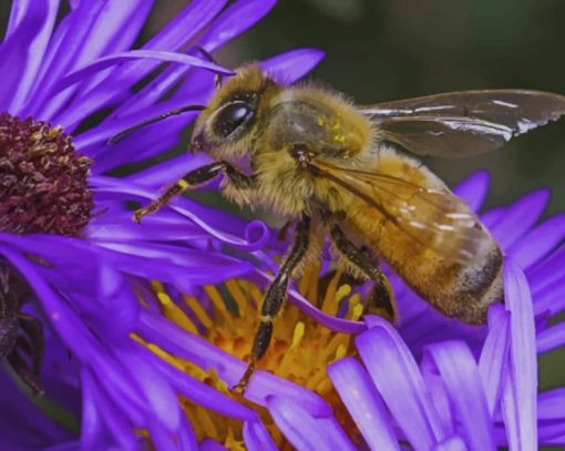 Bee On A Purple Flower paint by numbers