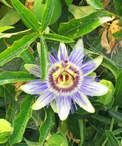 Purple Flower And Green Leaves paint by numbers