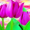 Purple Tulips paint by numbers