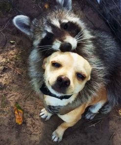 Raccoon And Dog Cuddling painting by numbers