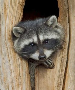 Raccoon Portrait painting by numbers