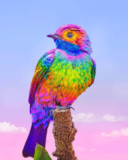 Rainbow Continga painting by numbers