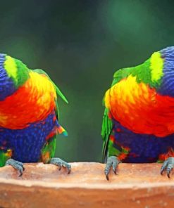 Rainbow Lorikeet Bird paint by numbers