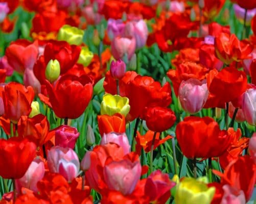 Red And Pink Tulip Field paint by numbers