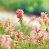 Pink Flowers And Green Stem paint by numbers