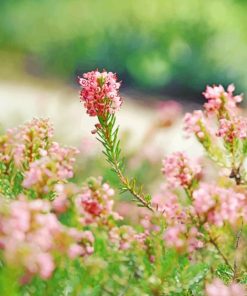 Pink Flowers And Green Stem paint by numbers