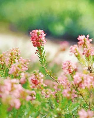 Pink Flowers And Green Stem paint by numbers