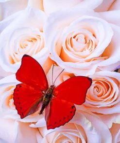 Red Butterfly Among White Roses painting by numbers