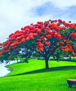 Red Flowering Trees Beside The Lake paint by numbers