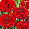 Red Roses painting by numbers