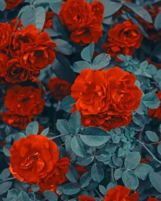 Red Flowers painting by numbers