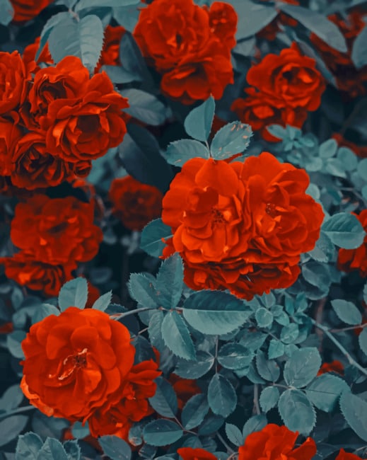 Red Flowers painting by numbers