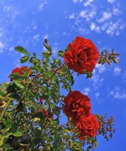 Red Flowers painting by numbers