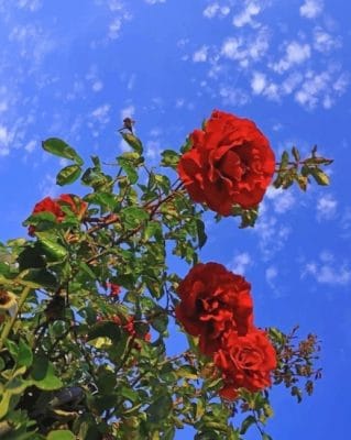 Red Flowers painting by numbers