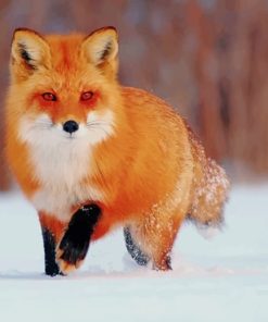 Red Fox In The Snow paint by numbers