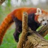 Red Panda On A Tree paint by numbers