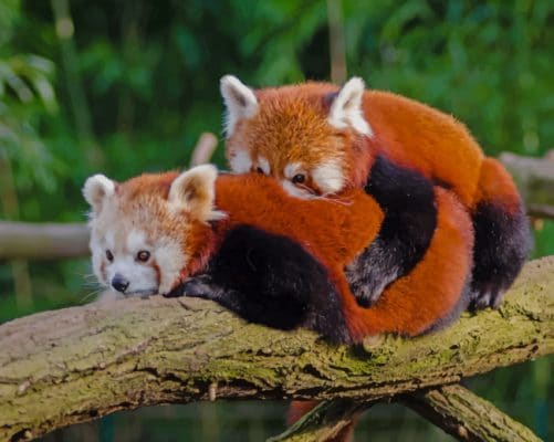 Two Red Pandas Hugging paint by numbers