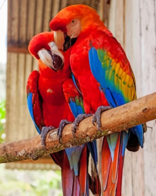 Red Parrots On A Branch paint by numbers