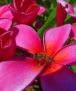 Red Bright Plumeria Flowers paint by numbers