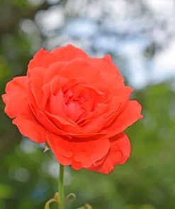 Red Rose Bloom During Day Time painting by numbers