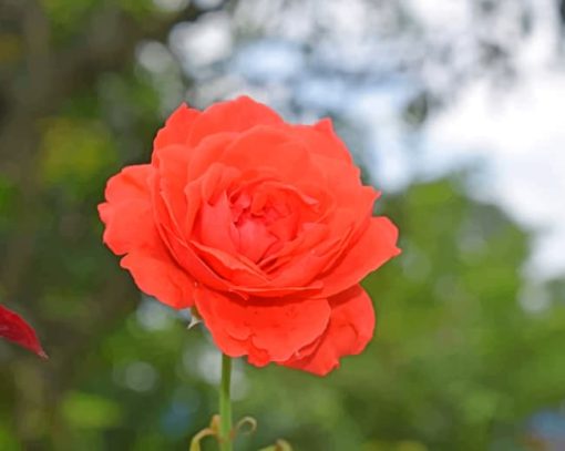 Red Rose Bloom During Day Time painting by numbers