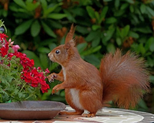 Red Squirrel Smelling Flowers paint by numbers