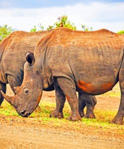 Two Giant Rhinos paint by numbers