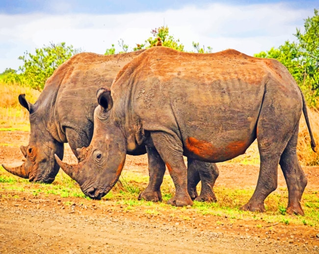 Two Giant Rhinos paint by numbers