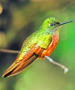 rufous hummingbird paint by numbers