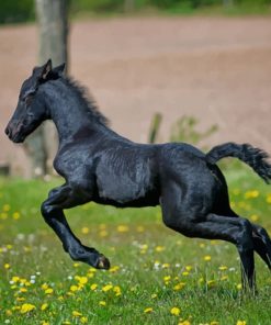 Black Running Foal paint by numbers