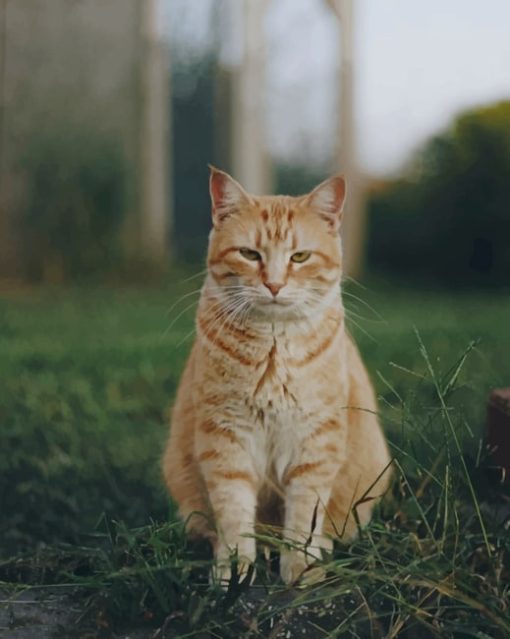 Sad Cat Standing On Grass painting by numbers