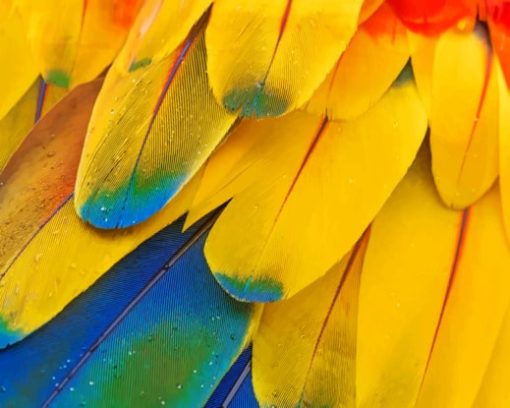 Scarlet Macaw's Feather paint by numbers