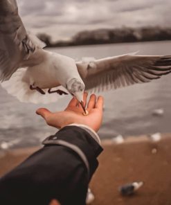 Seagull Eating From A Hand paint by numbers