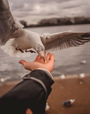 Seagull Eating From A Hand paint by numbers