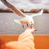 Seagull Picking Food paint by numbers